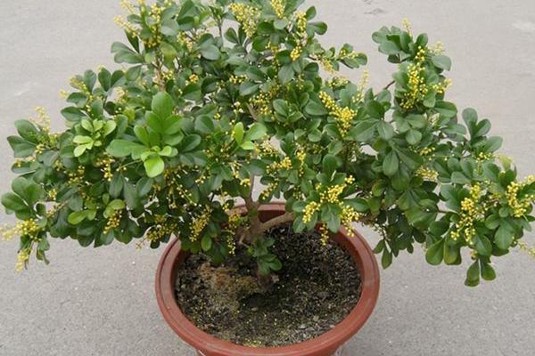 米蘭花不開花怎么辦 米蘭花修剪方法