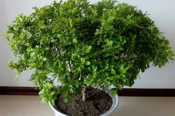 米蘭花不開花怎么辦 米蘭花修剪方法