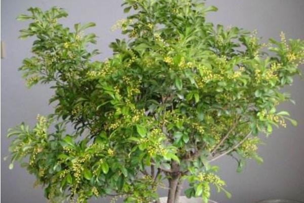 米蘭花不開花怎么辦 米蘭花修剪方法