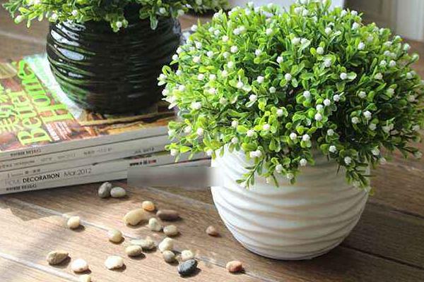 米蘭花怎么養 米蘭花養殖方法與注意事項