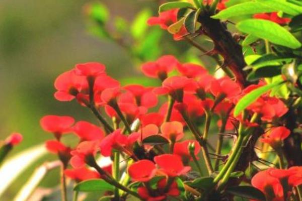 虎刺梅圖片大全 虎刺梅花語(yǔ)及寓意 虎刺梅有哪些品種