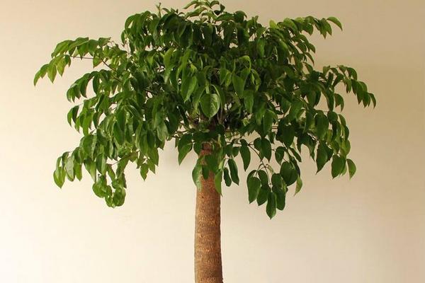 幸福樹和發財樹的區別是什么 幸福樹的養殖方法