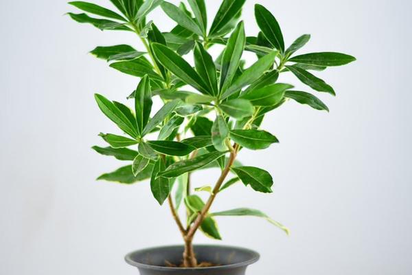 金邊瑞香市場(chǎng)價(jià)格多少錢(qián)一盆 金邊瑞香怎么澆水 