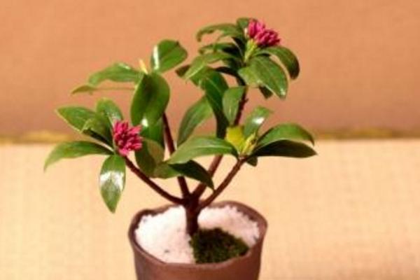 金邊瑞香市場(chǎng)價(jià)格多少錢(qián)一盆 金邊瑞香怎么澆水 