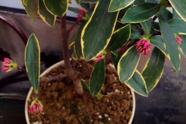 金邊瑞香市場(chǎng)價(jià)格多少錢(qián)一盆 金邊瑞香怎么澆水 