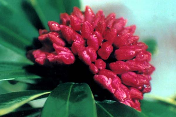 金邊瑞香市場(chǎng)價(jià)格多少錢(qián)一盆 金邊瑞香怎么澆水 