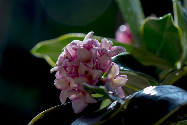 金邊瑞香市場(chǎng)價(jià)格多少錢(qián)一盆 金邊瑞香怎么澆水 