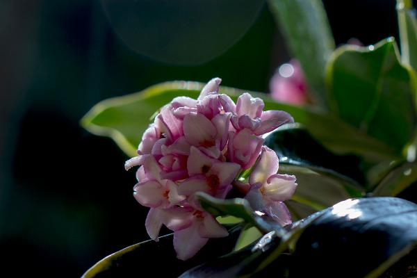 金邊瑞香怎么養(yǎng) 金邊瑞香養(yǎng)殖方法與注意事項