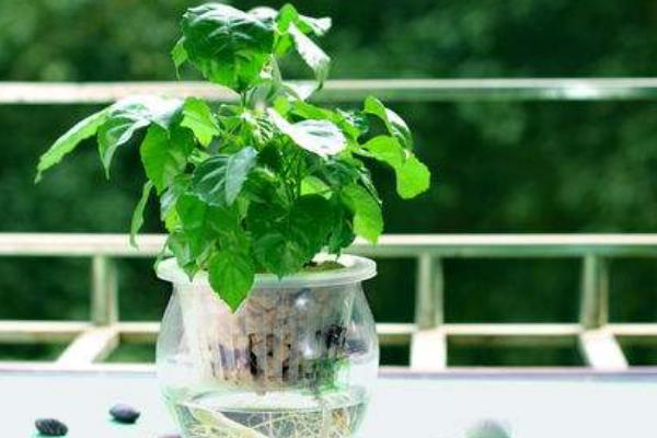 幸福樹水培養殖方法 幸福樹怎么施肥