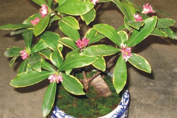 金邊瑞香怎么養(yǎng) 金邊瑞香養(yǎng)殖方法與注意事項