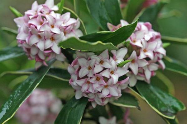 金邊瑞香怎么養(yǎng) 金邊瑞香養(yǎng)殖方法與注意事項