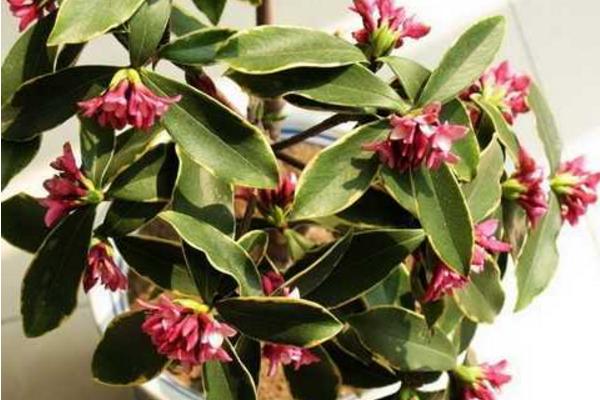 金邊瑞香怎么養(yǎng) 金邊瑞香養(yǎng)殖方法與注意事項