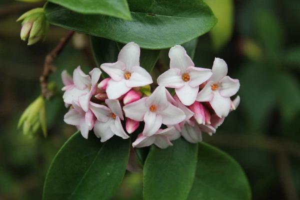 金邊瑞香怎么養(yǎng) 金邊瑞香養(yǎng)殖方法與注意事項