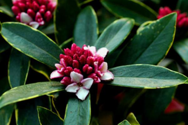 金邊瑞香怎么養(yǎng) 金邊瑞香養(yǎng)殖方法與注意事項