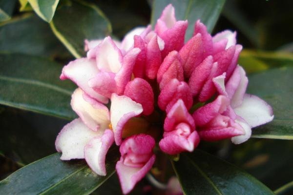 金邊瑞香不開花怎么辦 金邊瑞香怎么施肥