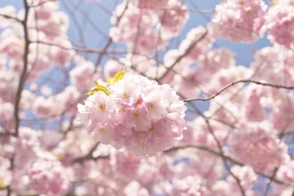 櫻花像什么 櫻花原產地在哪里