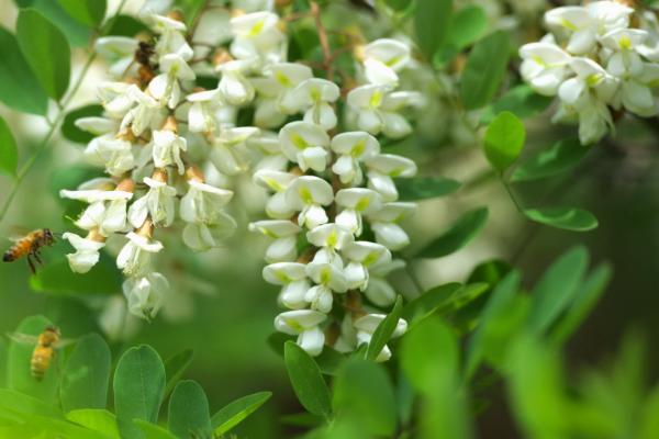 槐花的功效與作用及禁忌 槐花藥用價(jià)值