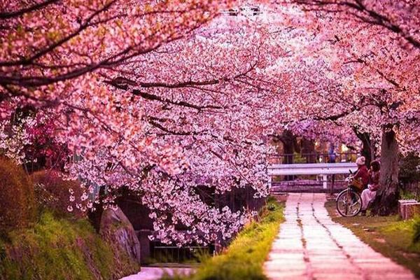 櫻花樹怎么種 櫻花樹種植方法與注意事項