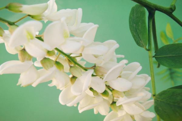 洋槐花能吃嗎（怎么吃） 槐花有毒嗎