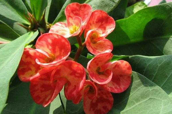 虎刺梅圖片大全 虎刺梅花語及寓意 虎刺梅有哪些品種