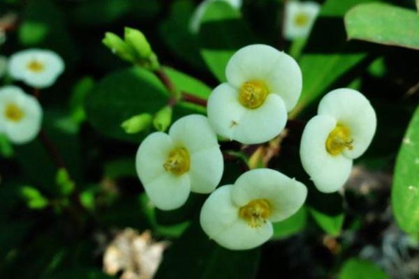 虎刺梅圖片大全 虎刺梅花語及寓意 虎刺梅有哪些品種