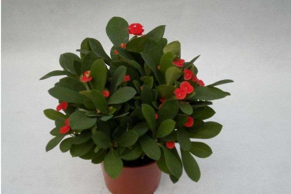 虎刺梅圖片大全 虎刺梅花語及寓意 虎刺梅有哪些品種