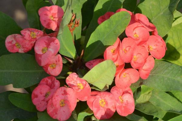 虎刺梅圖片大全 虎刺梅花語及寓意 虎刺梅有哪些品種