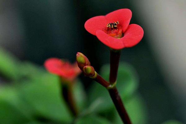 虎刺梅圖片大全 虎刺梅花語及寓意 虎刺梅有哪些品種