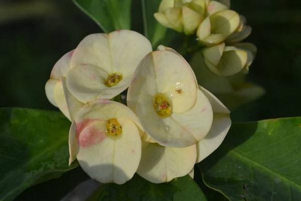 虎刺梅圖片大全 虎刺梅花語及寓意 虎刺梅有哪些品種