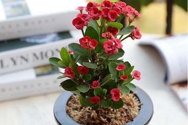 虎刺梅圖片大全 虎刺梅花語及寓意 虎刺梅有哪些品種