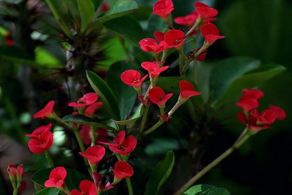 虎刺梅圖片大全 虎刺梅花語及寓意 虎刺梅有哪些品種
