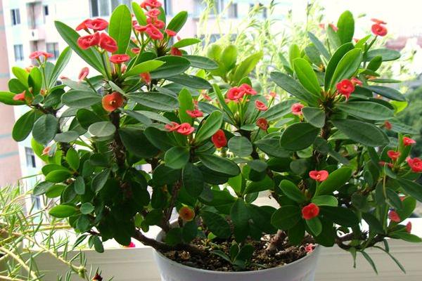 虎刺梅圖片大全 虎刺梅花語及寓意 虎刺梅有哪些品種