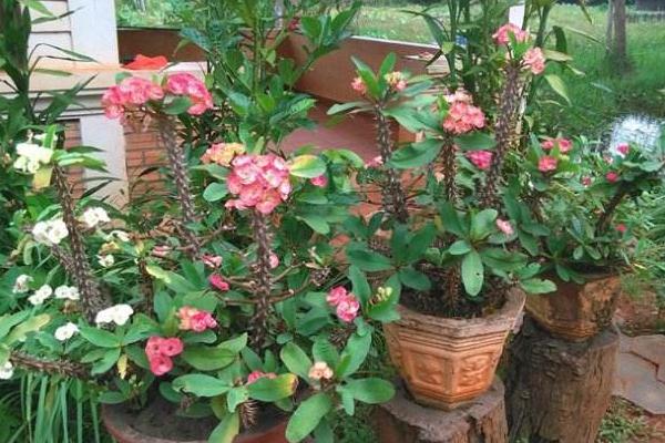 虎刺梅圖片大全 虎刺梅花語及寓意 虎刺梅有哪些品種