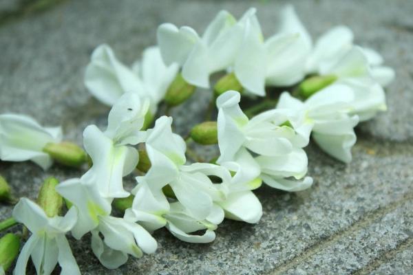 槐花飯的做法 槐花飯?jiān)趺醋龊贸? /></a>
                    </dt>
                    <dd class=