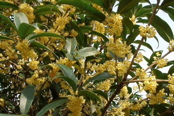 桂花樹市場價格多少錢一棵 桂花種子怎么種