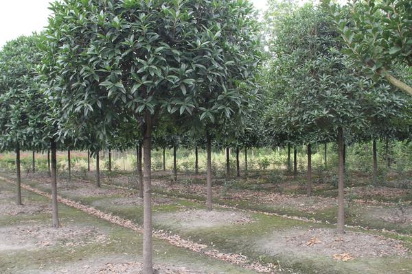 桂花樹市場價格多少錢一棵 桂花種子怎么種