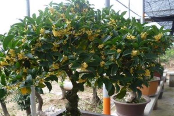 桂花樹市場價格多少錢一棵 桂花種子怎么種