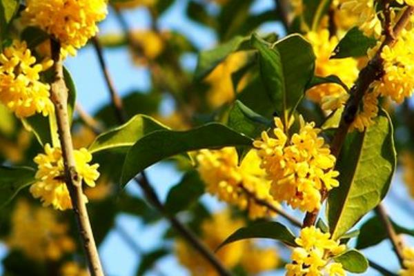 桂花樹市場價格多少錢一棵 桂花種子怎么種