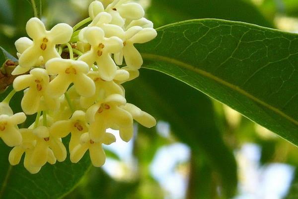 桂花的功效與作用及禁忌 桂花的藥用價值