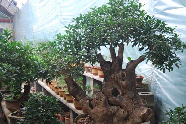 桂花樹什么時候移栽 桂花樹移植怎保成活