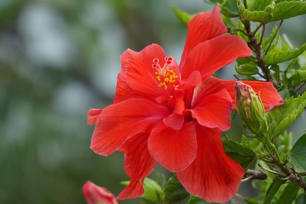 家庭養殖扶桑花對風水的作用  扶桑花花語