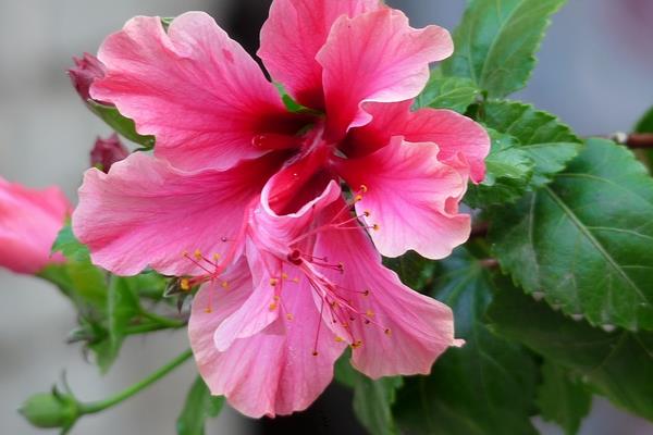 家庭養(yǎng)殖扶桑花對風(fēng)水的作用 扶桑花花語