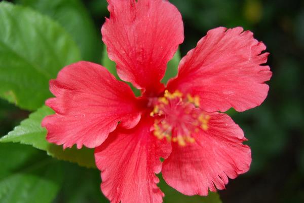 家庭養(yǎng)殖扶桑花對風(fēng)水的作用 扶桑花花語