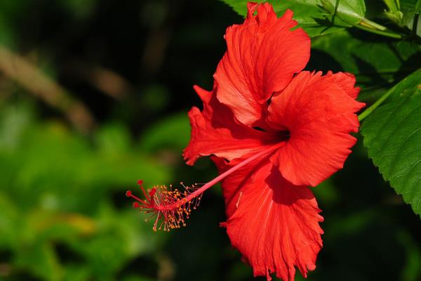 家庭養(yǎng)殖扶桑花對風(fēng)水的作用 扶桑花花語