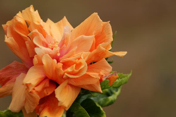 家庭養(yǎng)殖扶桑花對風(fēng)水的作用 扶桑花花語