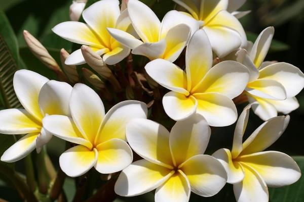 雞蛋花圖片大全 雞蛋花花語及寓意