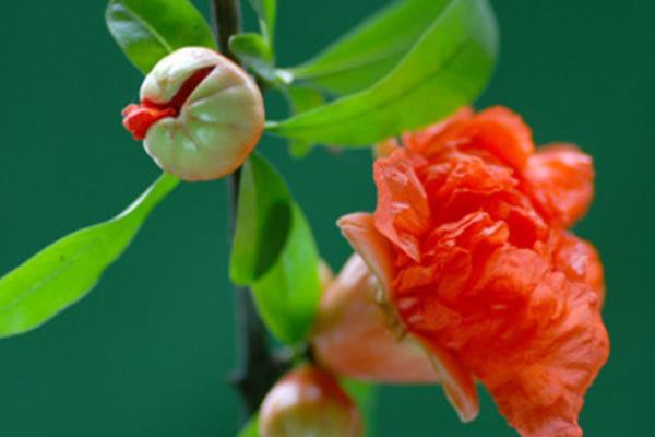 盆栽石榴花怎么養 石榴花盆栽養殖方法與注意事項