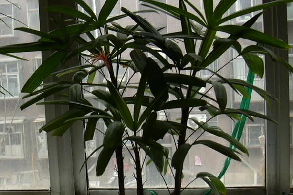 棕竹和棕櫚樹的區(qū)別是什么  棕竹的品種