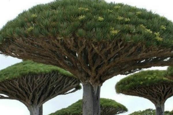 龍血樹開花嗎 龍血樹什么時候開花（幾月）