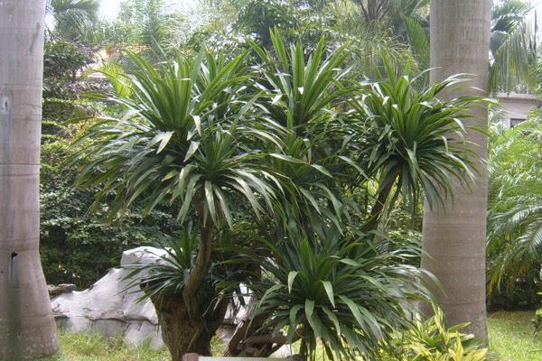 龍血樹種子市場價格多少錢一斤  龍血樹的品種